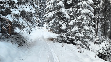 Einsame Skitourspur im verschneiten Wald | Bild: BR / Chris Baumann