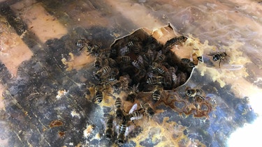 Bienen | Bild: BR / Viktoria Wagensommer