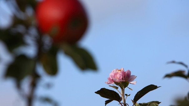 Apfelbaum mit Blüte und Frucht | Bild: picture-alliance/dpa