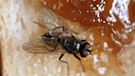 Fliege auf einem Marmeladenbrot | Bild: picture-alliance/dpa