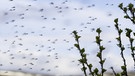 Mückenschwarm | Bild: picture-alliance/dpa