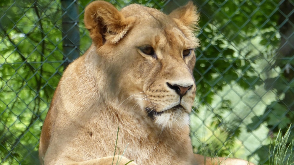 Löwen im Straubinger Zoo | Bild: BR/Ralf Nußbaumer