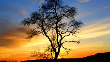 Abendhimmel mit Baum bei Manau | Bild: Willi Dressel, Bischwind a.R. (04.04.2016)