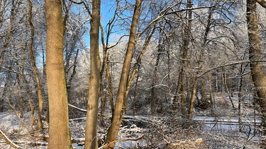 Blattlose Bäume im Winter | Bild: Andreas Modery