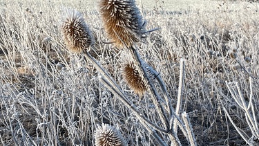 Ab nach draußen im Januar: Überlebensstrategien der Pflanzen be Kälte | Bild: Andreas Modera
