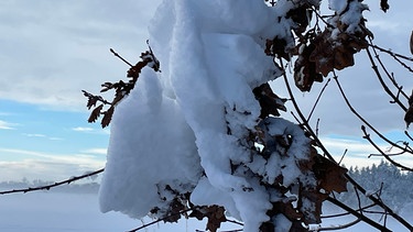Ab nach draußen im Januar: Überlebensstrategien der Pflanzen be Kälte | Bild: Andreas Modera
