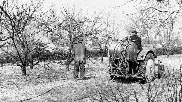 Schädlingsbelämpfung auf einer fränkischen Obstbaumplantage im Jahr 1962. Garantierte Preise sind für die Bauern Anreiz ihre Produktion zu steigern. | Bild: picture-alliance/dpa