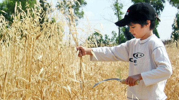 Jüdischer Junge mit Sichel bei der Getreide-Ernte | Bild: picture-alliance/dpa