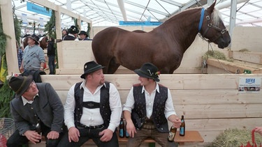 Bayerische Landestierschau auf dem 125. Zentral-Landwirtschaftsfest | Bild: BR /Roland Münzel