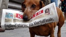 Ein Dackel trägt eine Zeitung im Maul | Bild: picture-alliance/dpa
