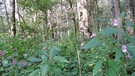 Wald in der Pupplinger Au bei Wolfratshausen | Bild: BR / Ernst Eisenbichler