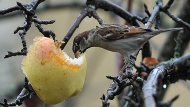 Äpfel und Tiere | Bild: picture-alliance/dpa