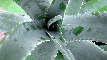 Aloe vera | Bild: picture-alliance/dpa