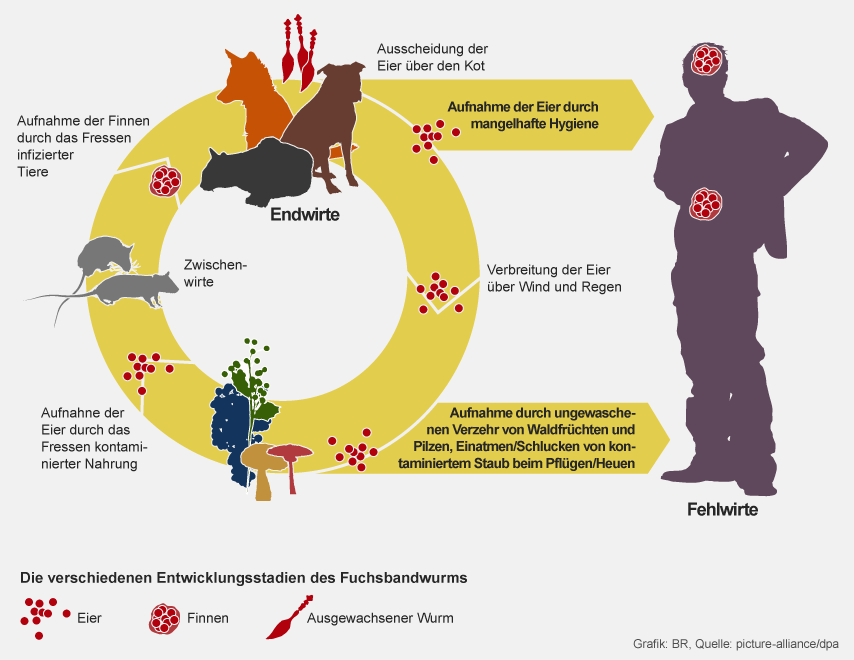 Grafik: Verbreitungswege des Fuchsbandwurms | Bild: BR, Daten: picture-alliance/dpa
