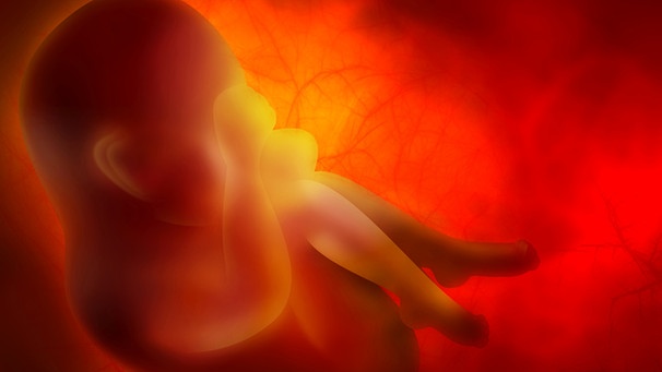 Embryo | Bild: colourbox.com