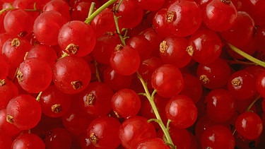 Rote Johannisbeeren sind Signalpflanzen für den Sommerbeginn | Bild: PhotoAlto