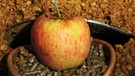 Rund um den Apfel | Bild: picture-alliance/dpa