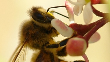 Eine Biene beim Nektarsammeln  | Bild: colourbox.com