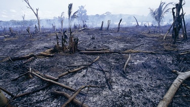 Ein Stück verbrannter Wald in Madagaskar. Nur intakte Bäume können als CO2-Speicher dienen.  | Bild: picture-alliance / © Balance/Photoshot. | DANIEL HEUCLIN
