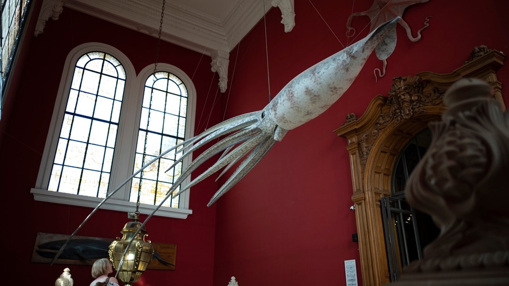 Riesenkalmar: Riesentintenfisch aus der Tiefsee. Hier ist die Nachbildung eines Riesenkalmars im Ozeanographischen Museum von Monaco zu sehen. | Bild: picture-alliance/dpa/dpa-Zentralbild | Alexander Prautzsch