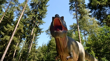 Tyrannosaurus-Nachbildung im Dinosaurierpark in Denkendorf | Bild: picture-alliance/dpa