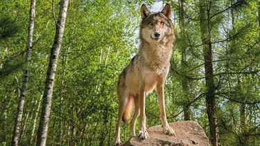 Wölfe kehren zurück nach Bayern | Bild: Fotolia/hkuchera