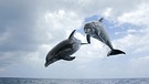 Delfine sind wahre Sportskanonen: Bis zu sechs Meter hoch können sie über das Wasser springen | Bild: BR/John Downer Productions 2013/Rob Pilley
