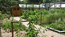 Querbeet-Garten: Kardy-Anbau | Bild: BR