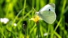 09.09.2023, Bayern, Lohr Am Main: Ein Schmetterling sitzt auf einer Blüte, während die Sonne scheint. Foto: Pia Bayer/dpa +++ dpa-Bildfunk +++ | Bild: dpa-Bildfunk/Pia Bayer