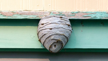 An einem Balken hängt ein Wespennest | Bild: mauritius images / Dolores Harvey / Alamy / Alamy Stock Photos