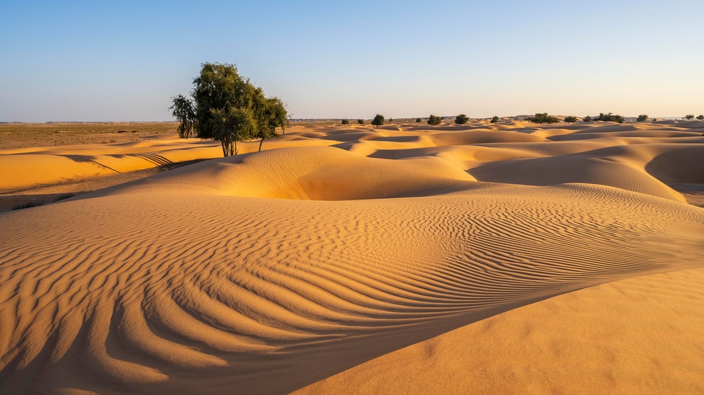 Sanddünen mit Bäumen in Wüste, nahe Duqm, Oman, Asien | Bild: picture-alliance/dpa