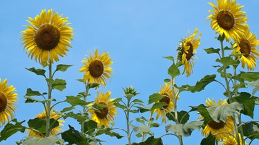Blühende Sonnenblumen richten sich immer nach Osten aus. | Bild: Colourbox.com