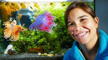 Kampffisch | Anna vor dem Aquarium der Kampffische | Bild: BR | textundbild Medienproduktion Gmbh & Co KG