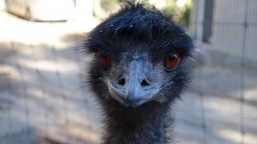 Der Emu legt nur grüne Eier | Emus haben große, orangefarbene Augen und können sehr gut sehen. | Bild: BR |  Text und Bild Medienproduktion GmbH & Co.KG