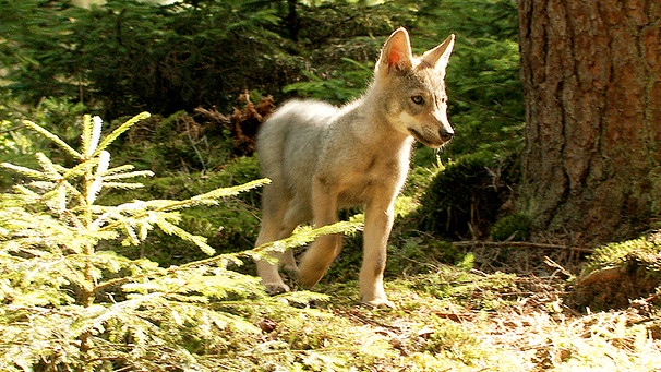 Wildlebender Wolfswelpe | Bild: BR / Angela Graas-Castor