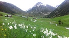 Pyrenäen: Andorra: Im Frühling sind die Almwiesen in Andorra mit weiß blühenden Narzissen bedeckt. | Bild: BR/Bernd-Uwe Gutknecht