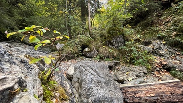 Herbstwanderung auf den Hirschberg über Bad Hindelang  | Bild: BR; Georg Bayerle