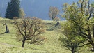 Alte Bäume im Hintersteiner Tal | Bild: BR; Georg Bayerle