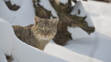 Die Wildkatze | Bild: Bund Naturschutz