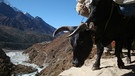 Lodgegetrekking in der Khumbu-Region in Nepal | Bild: Manfred Wöll