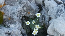 Lienzer Dolomiten: Pflanzenkleinod in einem Felsloch | Bild: BR/Georg Bayerle