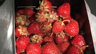 Insel-Radeln: Im Juni und Juli ist in Finnland Erdbeersaison und die roten Früchte gibt's erntefrisch am Markt zu kaufen. | Bild: BR/Petra Martin