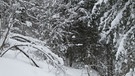 Nachhaltige Winterromantik zwischen Kanisfluh und Zitterklapfen | Bild: BR; Andrea Zinnecker