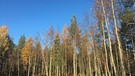Husky-Tour in Finnland: Herbststimmung | Bild: BR/Petra Martin