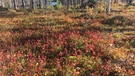 Husky-Tour in Finnland: Am Boden leuchten die Blätter der Blaubeerbüsche rot. | Bild: BR/Petra Martin