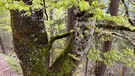 Tölzer Hütte: Zartes Laub im Wald | Bild: BR/Georg Bayerle