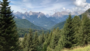 Dolomiten: Die Wanderung zum Monte Rite geht durch Wald und Wiesen | Bild: BR/Ulrike Nikola