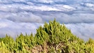 Madeira: Oben in den Bergen hängen oft Wolken oder Nebel | Bild: BR/Bernd-Uwe Gutknecht