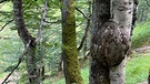 Tegernseer Urwald: Jeder Baum wächst hier anders | Bild: BR/Georg Bayerle