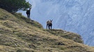 Indian Summer im Karwendel: Neugierige Beobachter | Bild: Laura Geigenberger